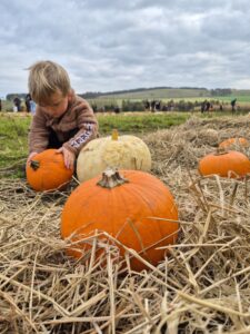 pumpkin picking at Newmill Farm Scotland